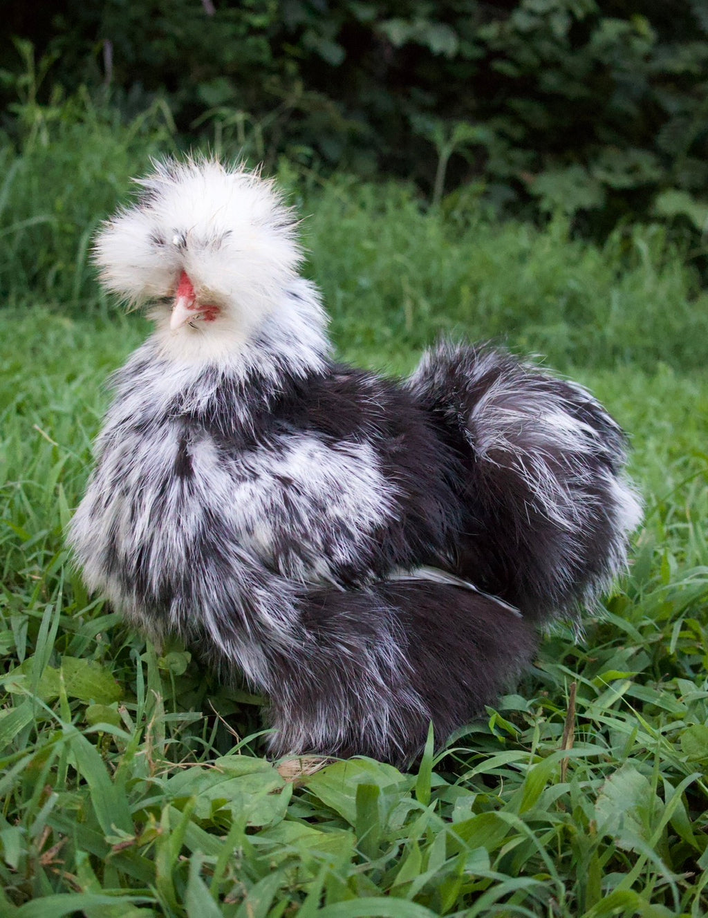 Black Mottled Eggs
