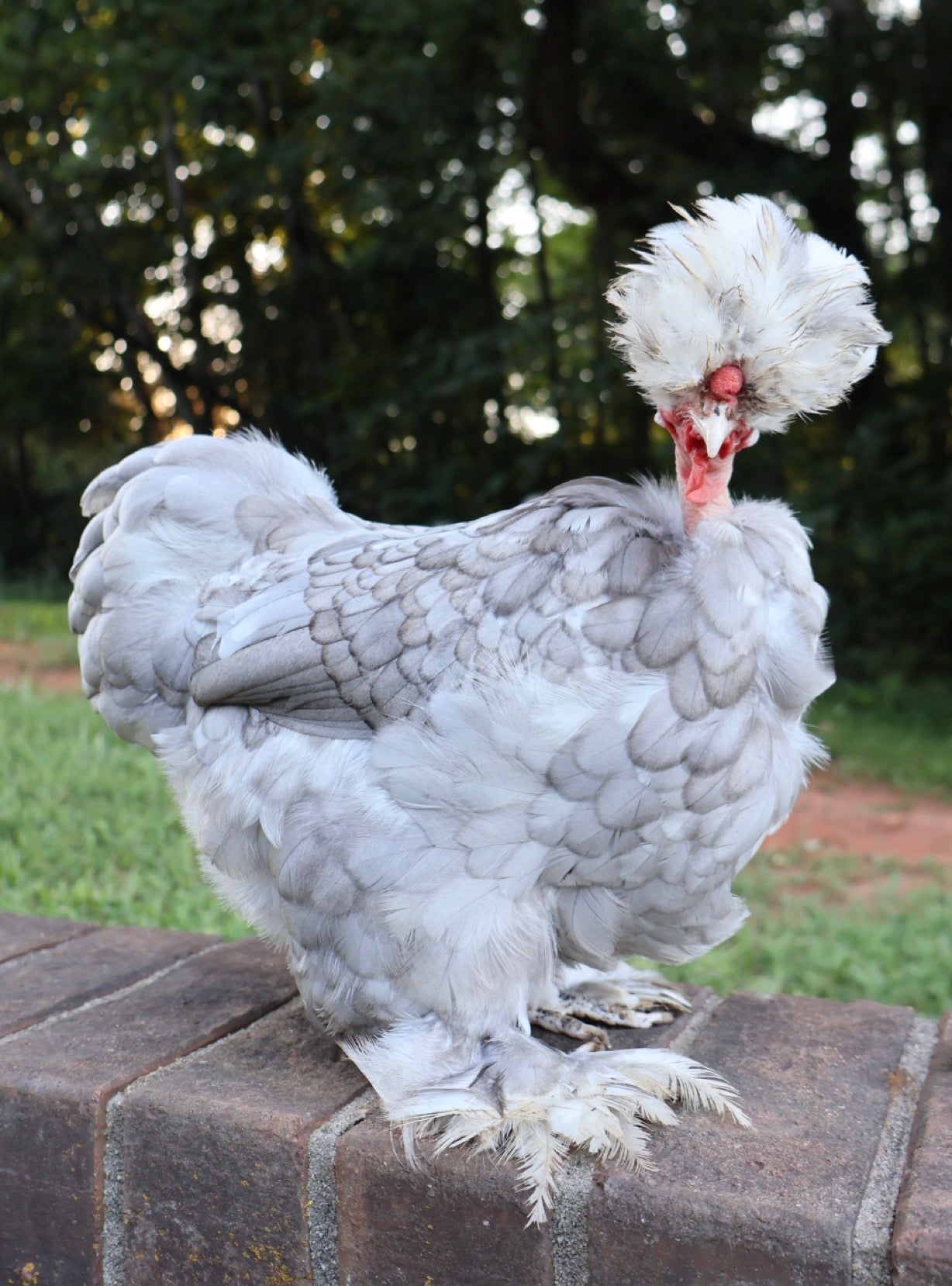 Black/Blue Mottled Eggs