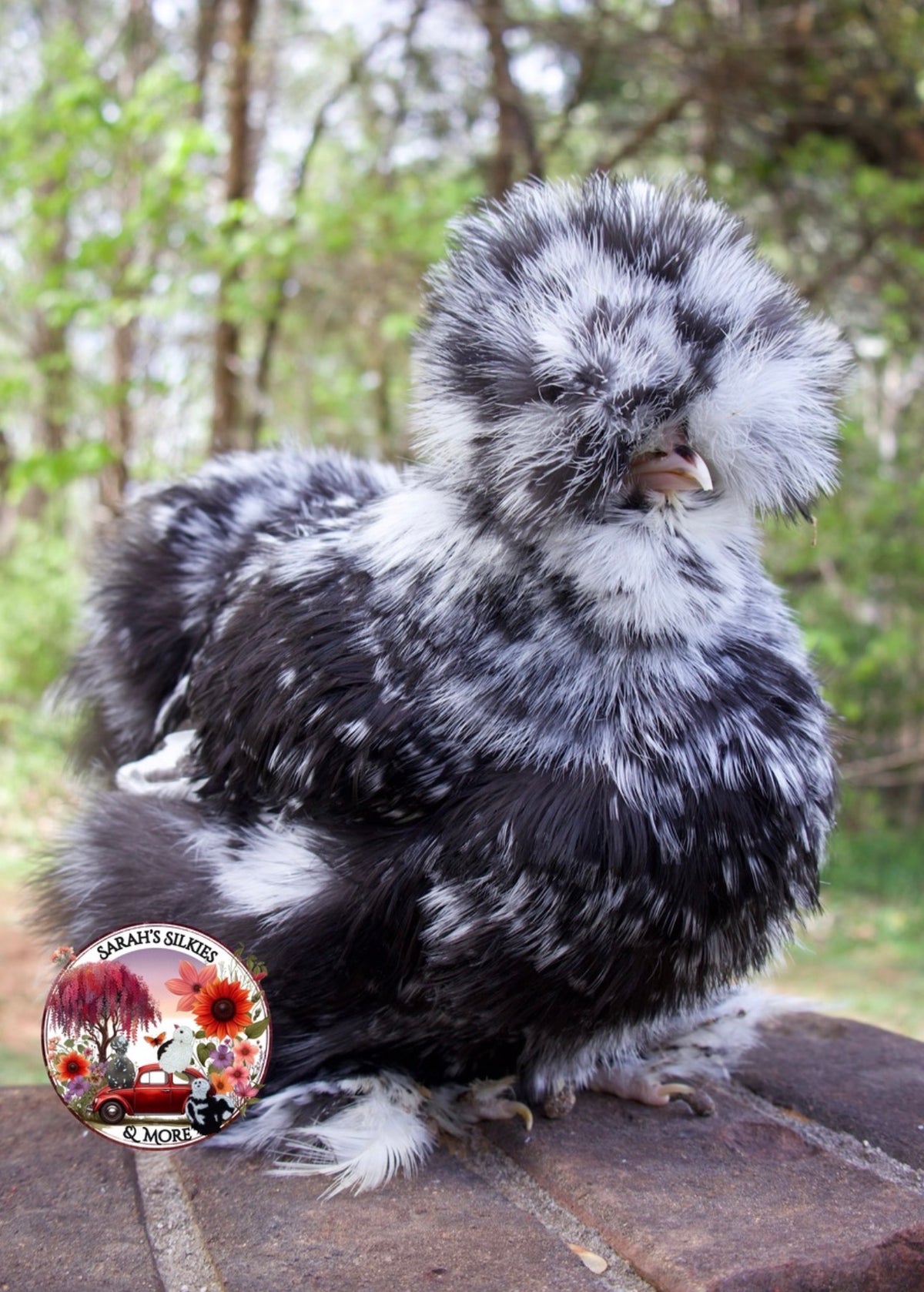 Black/Blue Mottled Eggs
