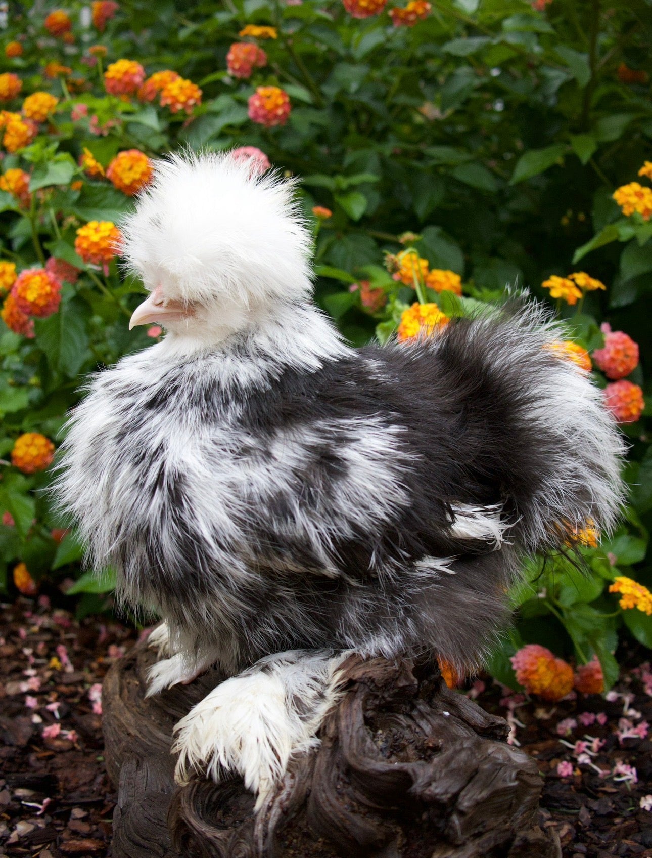Black Mottled Eggs
