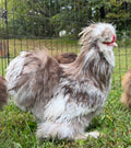 ⭐️ 1/2dz Hens Choice Surprise Pack⭐️