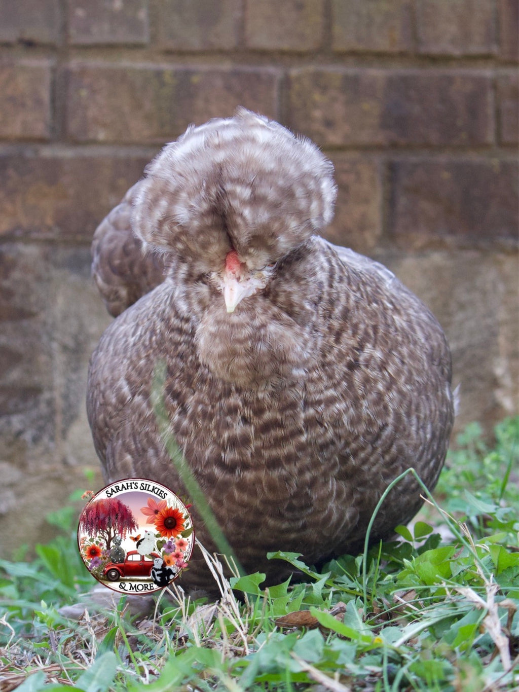 Chocolate/Mauve Cuckoo Eggs