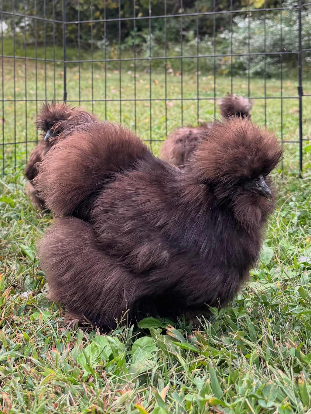 Chocolate Eggs