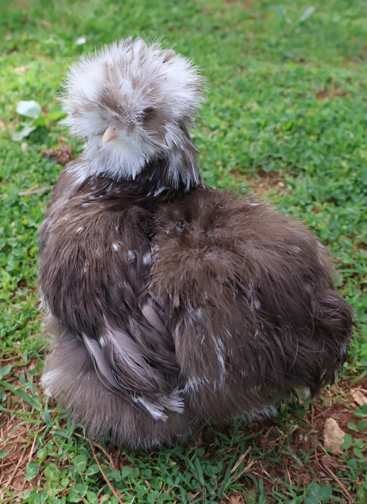 Chocolate/Mauve Mottled Eggs
