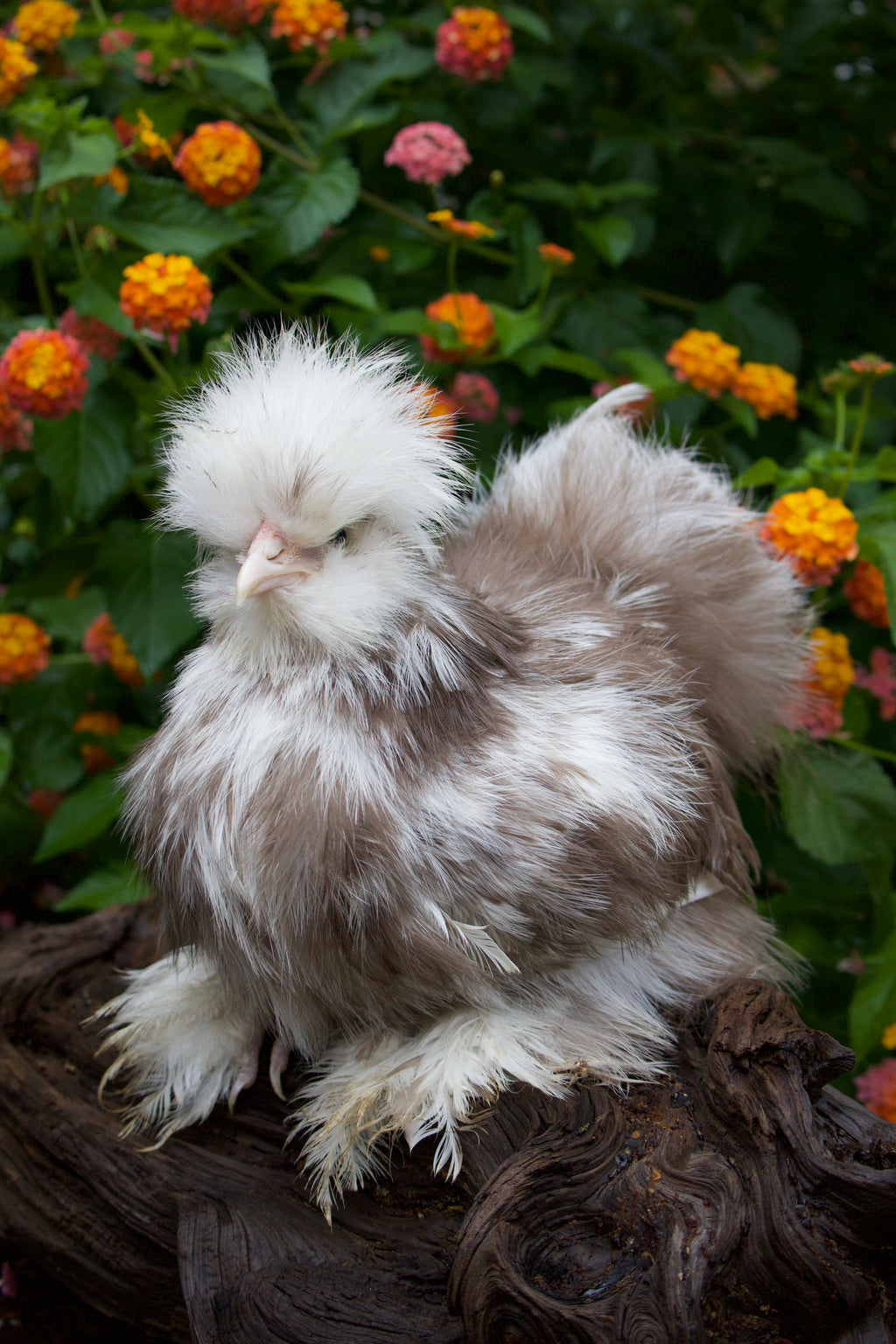 Chocolate/Mauve Mottled Eggs