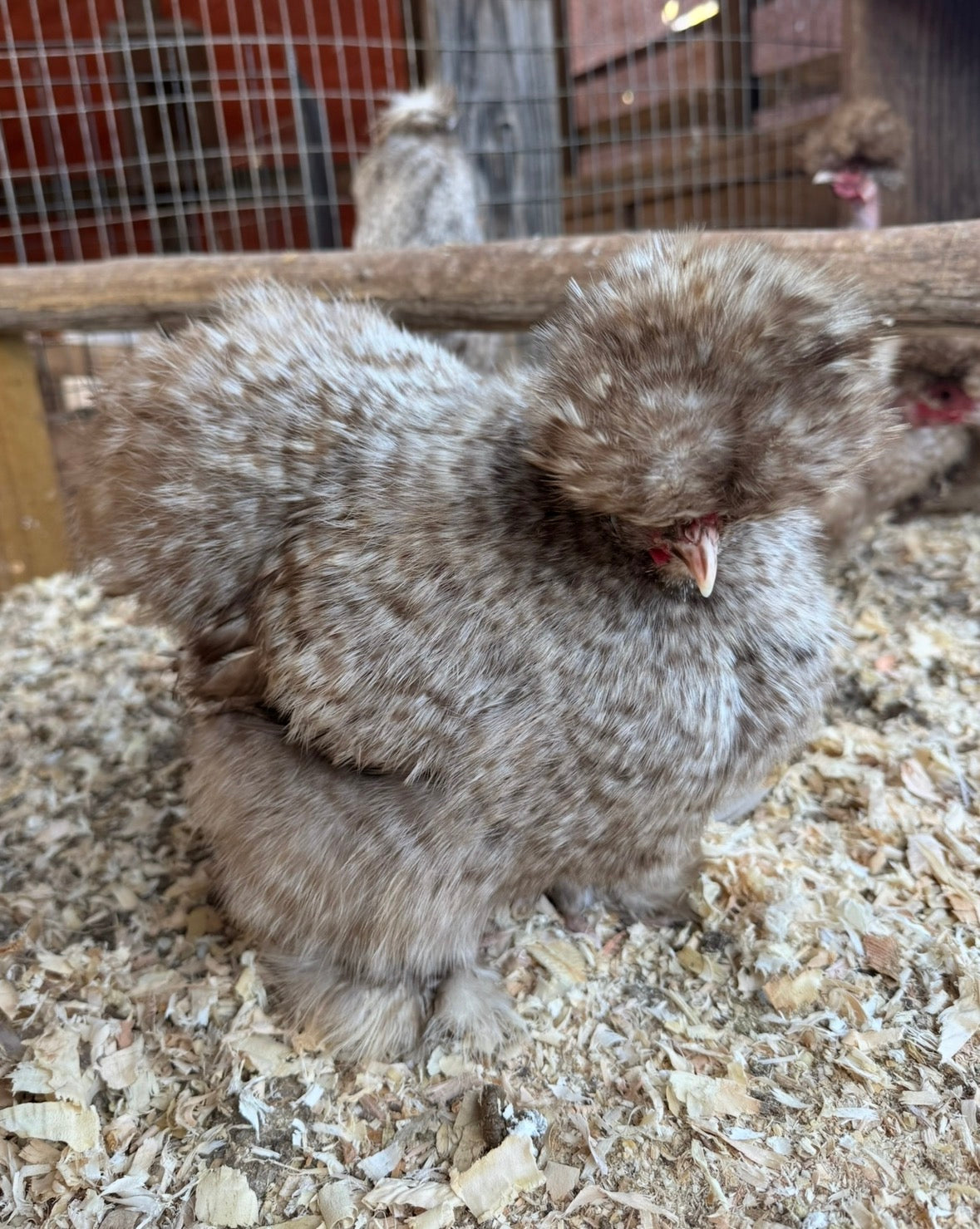 Chocolate/Mauve Cuckoo Eggs