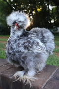 Black/Blue Mottled Eggs