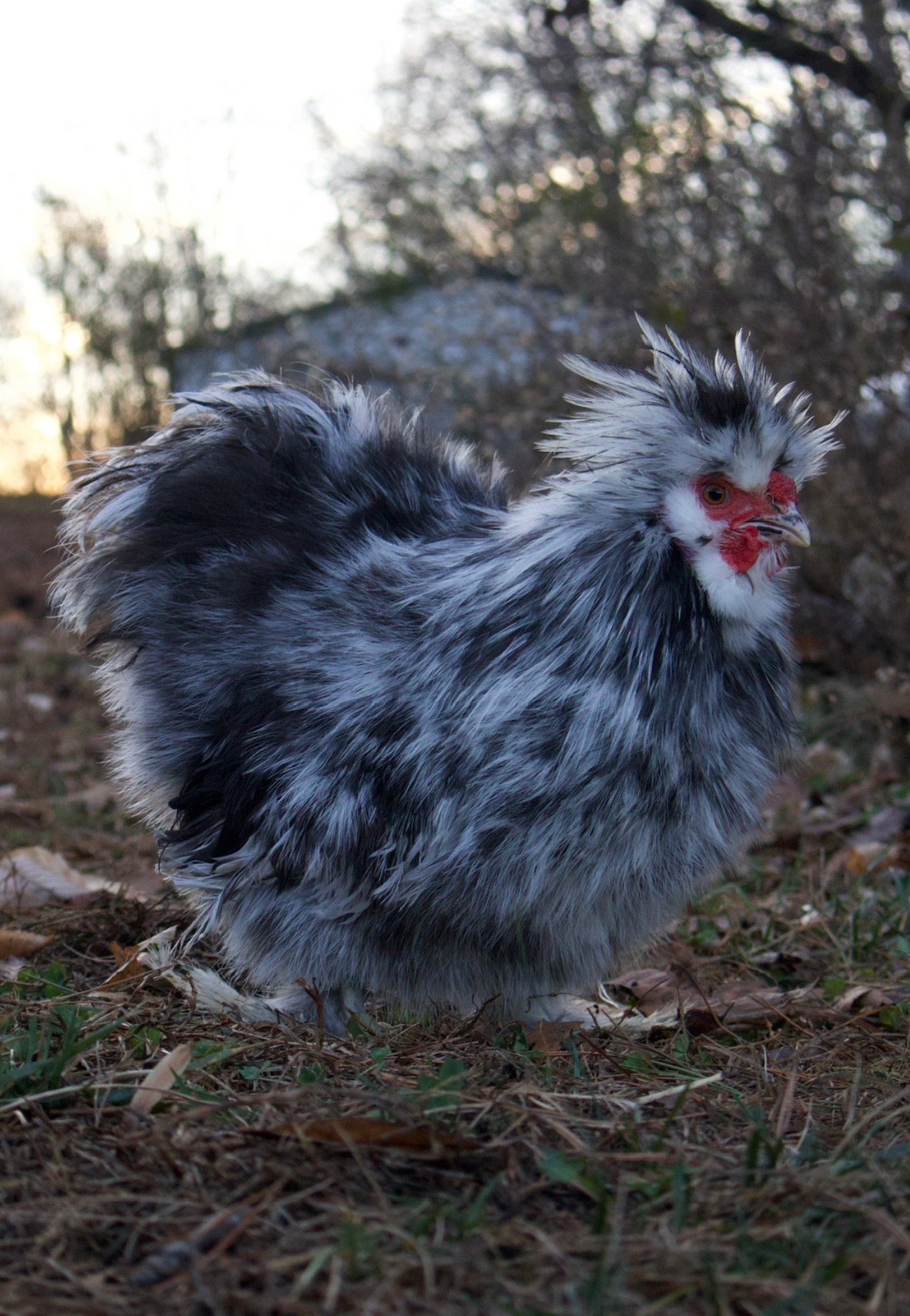 Black/Blue Mottled Eggs